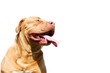 dogue de bordeaux