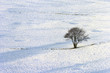 Photo: winter tree winter tree