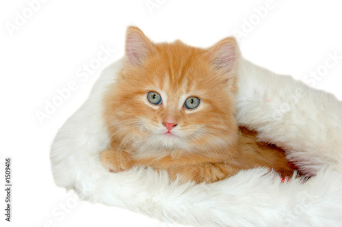 Photo: red christmas kitten 2 red christmas kitten 2
