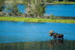 Photo: moose crossing moose crossing