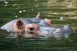 hippo