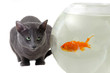 cat and fish cat and fish