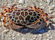 calico crab