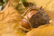 conker