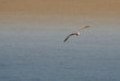 seagull freedom seagull freedom