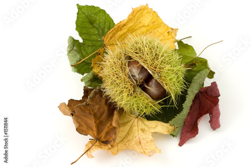 sweet conker