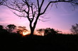 lonely tree lonely tree