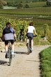 balade à vélo dans le vignoble
