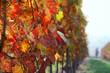 autumn vineyard