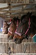 race horses waiting