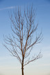 bare tree