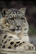 snow leopard