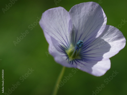 Photo: flor lila flor lila
