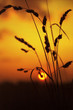 sunset in the field