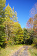 autumn lane
