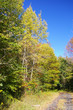 autumn lane