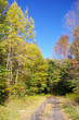 autumn lane