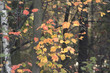 fall