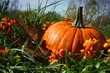pumpkin with leaves