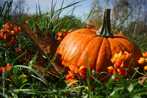 Photo: pumpkin with leaves pumpkin with leaves