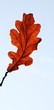 oak-tree autumn leaves