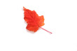 autumn leaves