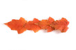 autumn leaves