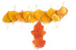 autumn leaves