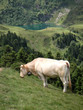 vache au lac de bordères