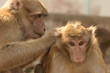 monkey