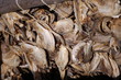 fischköpfe