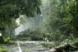 storm damage