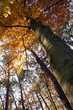 autumn forest