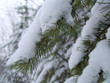 conifer twig