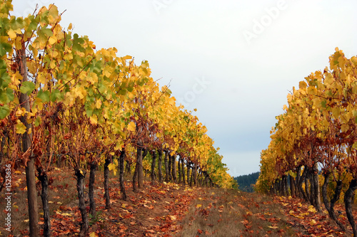 Photo: autumn row autumn row