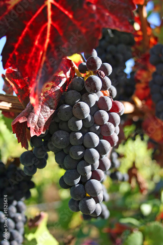 Photo: ripe wine grapes in autumn ripe wine grapes in autumn