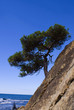 mountain tree mountain tree