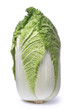 chinese cabbage