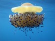 méduse oeuf au plat