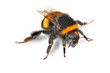 bumblebee