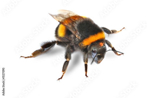 Foto: bumblebee bumblebee