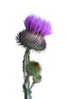 thistle