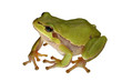 treefrog