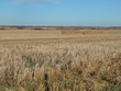 hay stubble hay stubble
