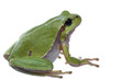 tree-frog