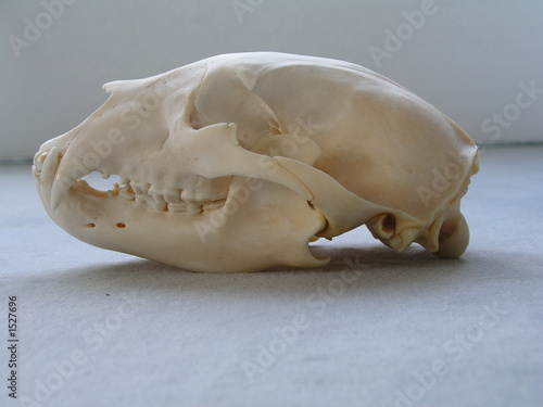Foto: bärenschädel bärenschädel
