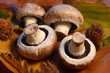 champignons des bois