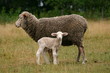 sheep and a lamb
