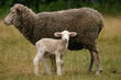 sheep and a lamb