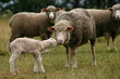 sheep and a lamb